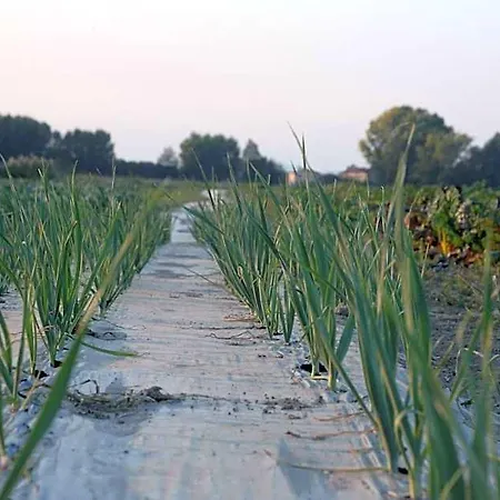 Ca' Vascon Agrituristico *